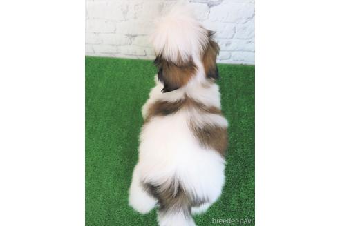 成約済の大阪府のシーズー-180089の2枚目