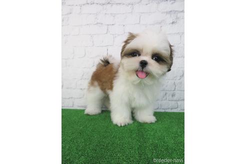 成約済の大阪府のシーズー-180092の1枚目