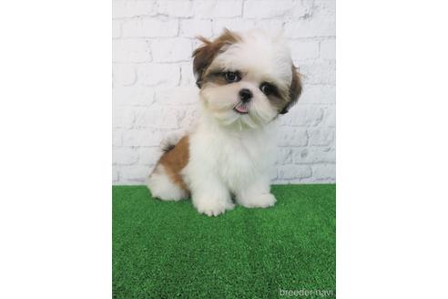 成約済の大阪府のシーズー-180092の5枚目