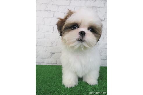 成約済の大阪府のシーズー-180092の4枚目