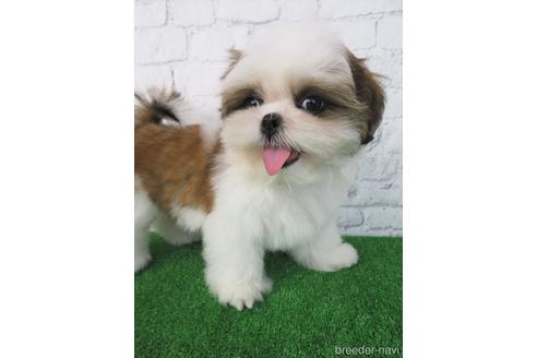 成約済の大阪府のシーズー-180092の3枚目