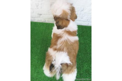 成約済の大阪府のシーズー-180092の2枚目