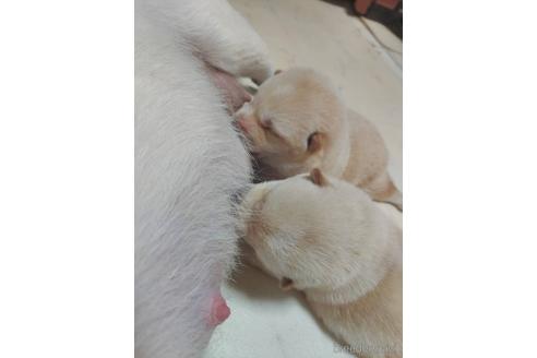 成約済の高知県の豆柴-184044の19枚目