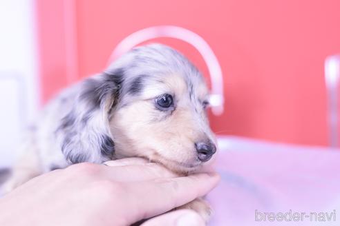 成約済の愛知県のカニンヘンダックスフンド(ロングヘアード)-183446の3枚目