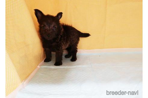 成約済の東京都のミックス犬-185953の3枚目