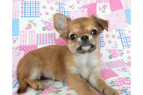 成約済の千葉県のチワワ(ロングコート)-180842の4枚目