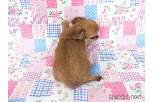 成約済の千葉県のチワワ(ロングコート)-180842の3枚目