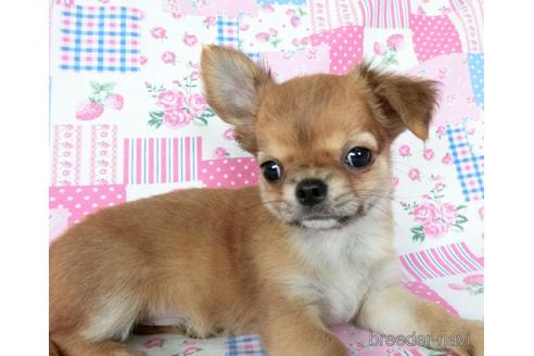 成約済の千葉県のチワワ(ロングコート)-180842の2枚目