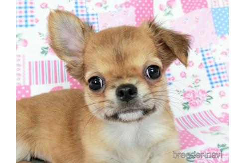 成約済の千葉県のチワワ(ロングコート)-180842