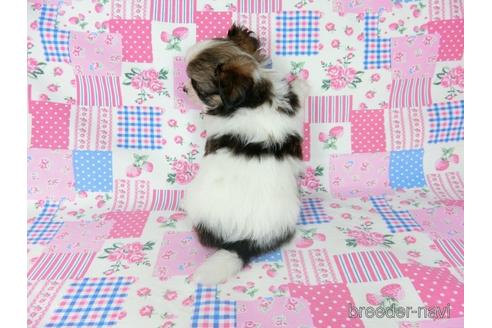 成約済の千葉県のミックス犬-184655の8枚目