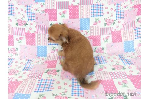 成約済の千葉県のチワワ(ロングコート)-180841の4枚目