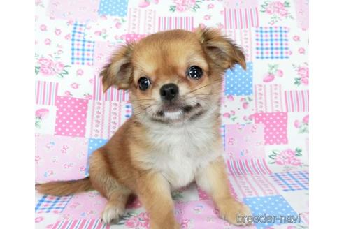 成約済の千葉県のチワワ(ロングコート)-180841の3枚目