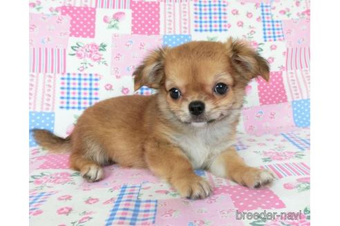 成約済の千葉県のチワワ(ロングコート)-180841の2枚目