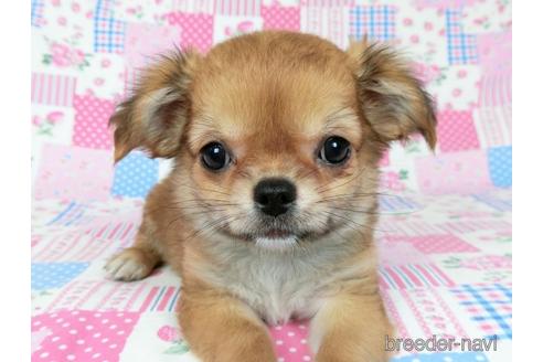 成約済の千葉県のチワワ(ロングコート)-180841