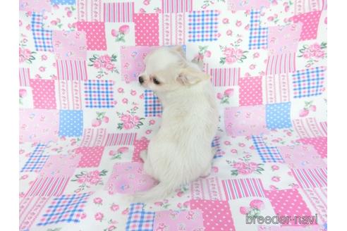 成約済の千葉県のチワワ(ロングコート)-180838の4枚目