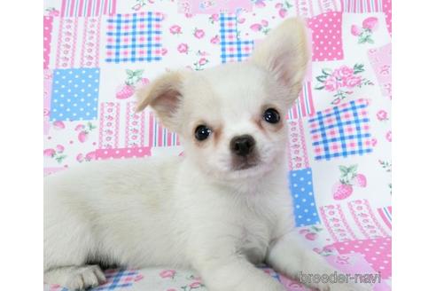 成約済の千葉県のチワワ(ロングコート)-180838の3枚目