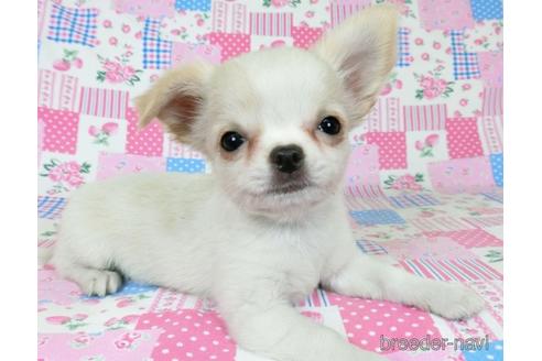 成約済の千葉県のチワワ(ロングコート)-180838の2枚目