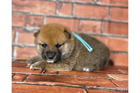 成約済の福岡県の豆柴-185999の13枚目