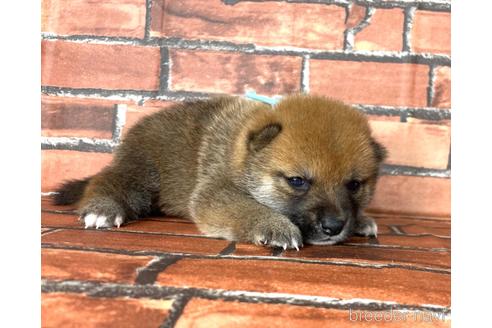 成約済の福岡県の豆柴-185999の14枚目