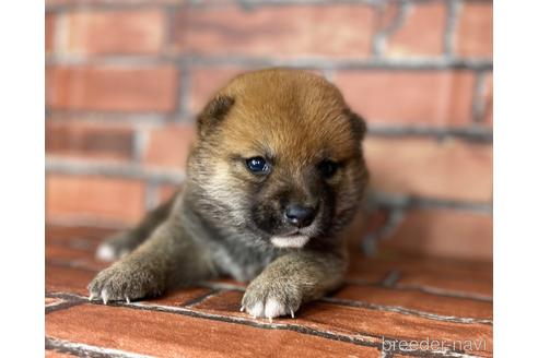 成約済の福岡県の豆柴-185999の15枚目