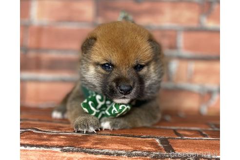 成約済の福岡県の豆柴-185999の11枚目