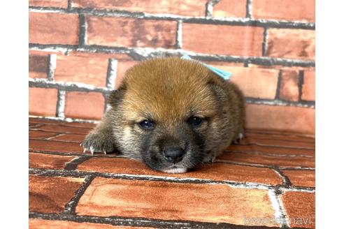 成約済の福岡県の豆柴-185999の12枚目