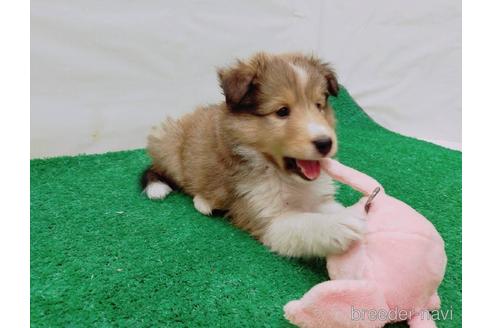 成約済の愛知県のシェットランドシープドッグ(シェルティ)-180997の3枚目