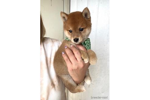 成約済の茨城県の豆柴-185015の4枚目