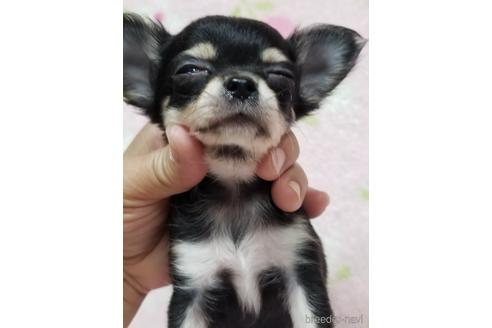成約済の茨城県のチワワ(ロングコート)-183451の3枚目