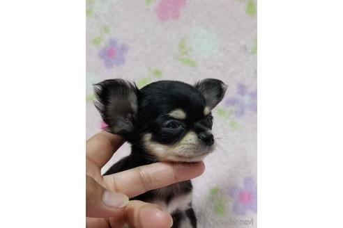 成約済の茨城県のチワワ(ロングコート)-183451の2枚目