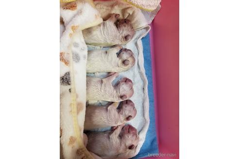 成約済の茨城県のフレンチブルドッグ-186026の2枚目