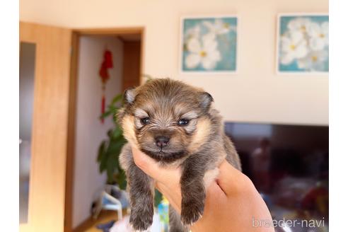 成約済の岐阜県のポメラニアン-186037の9枚目