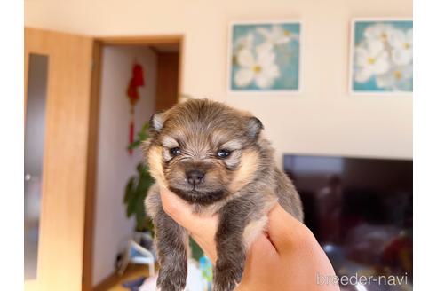 成約済の岐阜県のポメラニアン-186037の8枚目