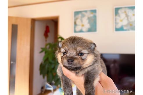 成約済の岐阜県のポメラニアン-186037の7枚目