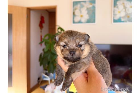 成約済の岐阜県のポメラニアン-186037の5枚目