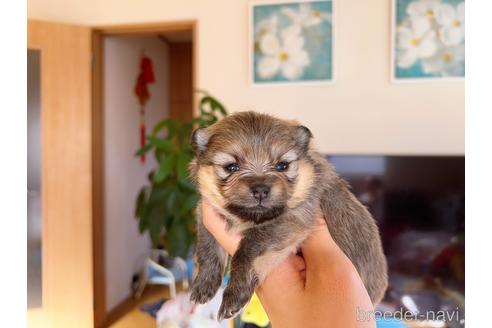 成約済の岐阜県のポメラニアン-186037の4枚目