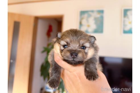 成約済の岐阜県のポメラニアン-186037の3枚目