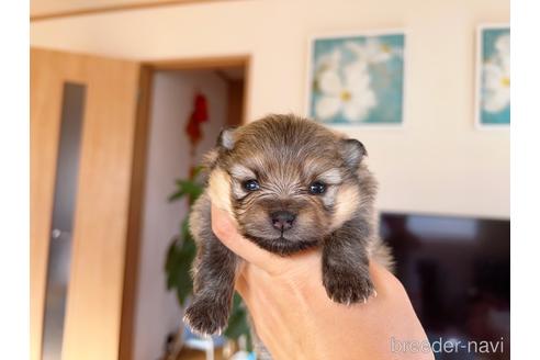 成約済の岐阜県のポメラニアン-186037の1枚目