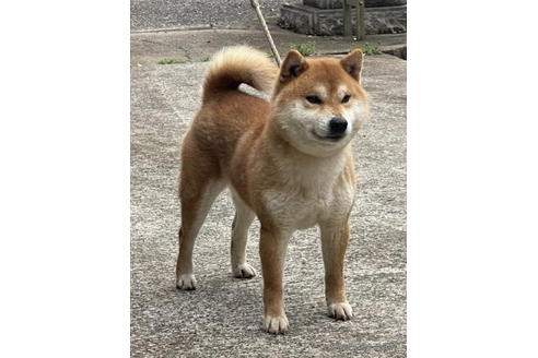 成約済の千葉県の柴犬-186043の2枚目
