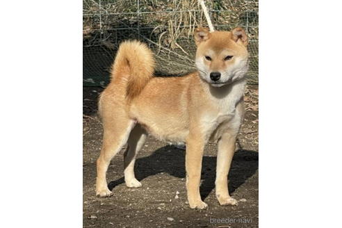 成約済の千葉県の柴犬-186045の2枚目
