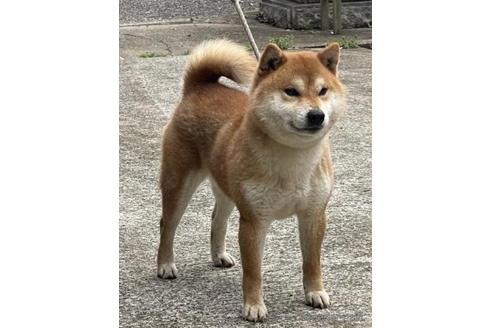 成約済の千葉県の柴犬-186046の3枚目