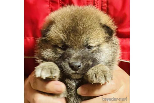 成約済の千葉県の柴犬-186046の1枚目