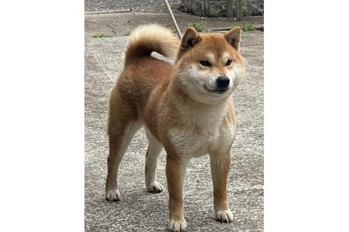 成約済の千葉県の柴犬-186047の3枚目