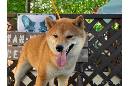 かぐやちゃん1枚目