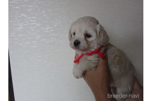 成約済の福岡県のミックス犬-182297の4枚目