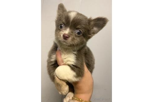 成約済の茨城県のチワワ(ロングコート)-183883の1枚目