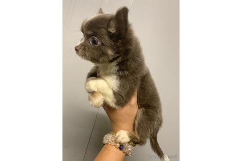 成約済の茨城県のチワワ(ロングコート)-183883の4枚目