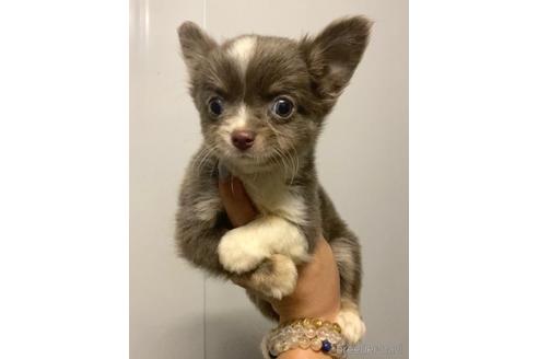 成約済の茨城県のチワワ(ロングコート)-183883の5枚目