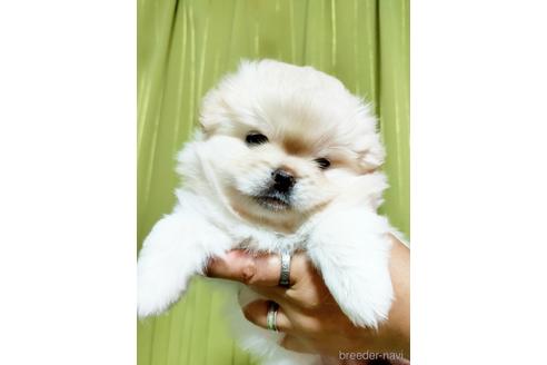 成約済の埼玉県のミックス犬-180183の3枚目