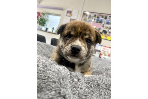 成約済の茨城県のミックス犬-184028